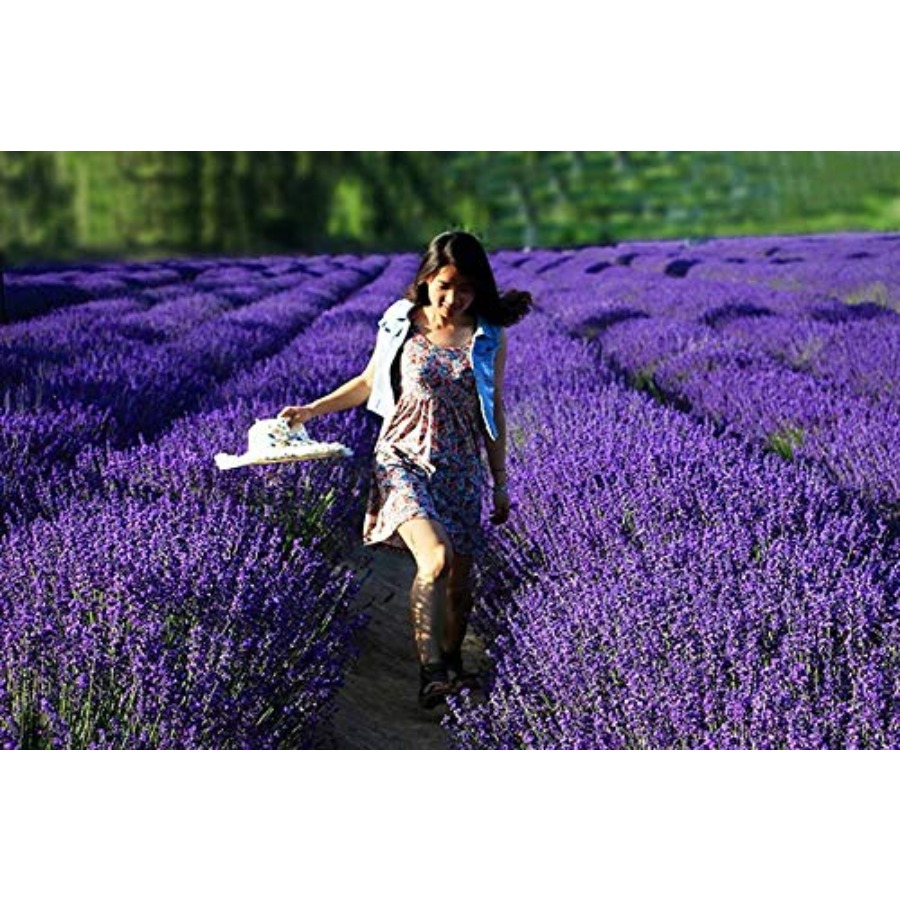 Lavender Sachet Bags, Natural  - Home Fragrance Flowers 评论和价格