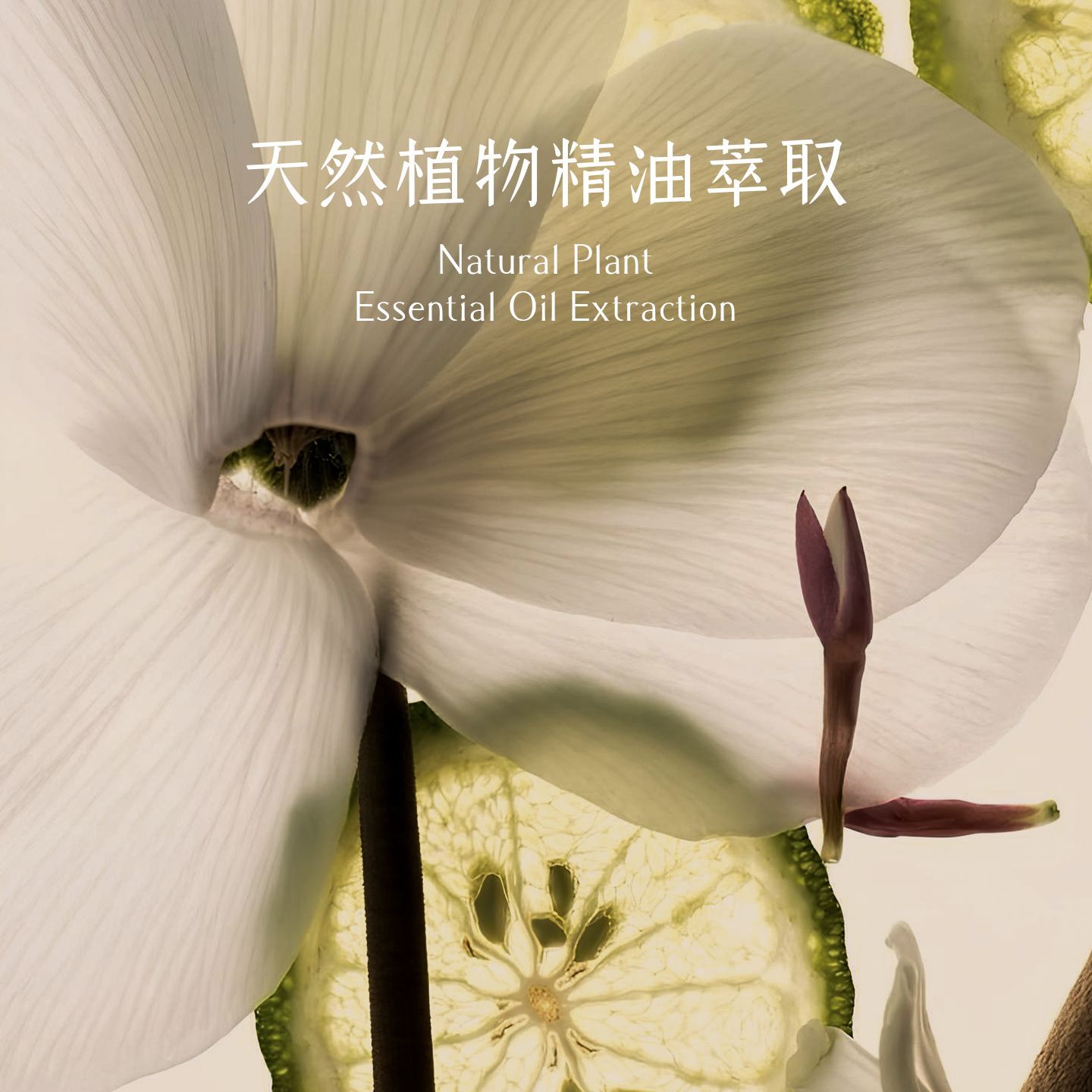 Aromatherapy candle indoor lon - Home Fragrance Gel 评论和价格